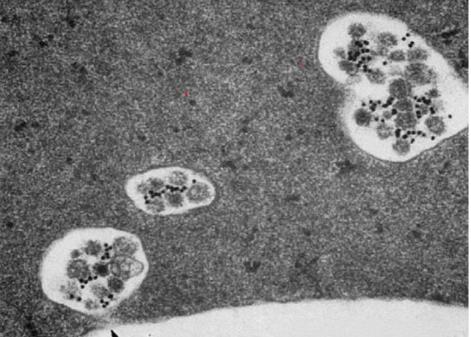 搜狗截图26年01月21日2136_15.jpg 搜狗截图26年01月21日2136_15.jpg